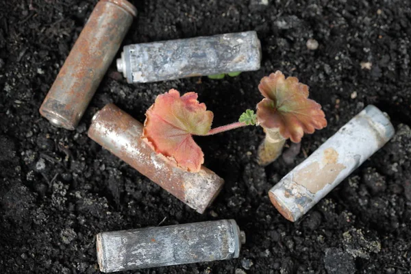 Spent batteries lie on the ground. Covered with corrosion. A fading plant grows from the ground. Recycling and environmental protection.