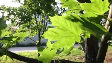 Akçaağaç yaprağı arka ışıkla aydınlatılmış. Rüzgar fırtınalarından flutters.