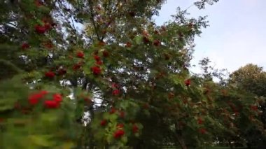 Ağaçlarda bir demet kırmızı kürekçi var. Rüzgardan sallayarak. Rowan korusu.