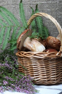 Porcini mantarı ve bir demet çiçek açan fundalıklı hasır sepet. Eğrelti otu bir levha ile kaba keten kumaş bir arka plan üzerinde shot. Bir demet çiçek açan fundanın yanında.