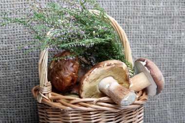 Porcini mantarı ve bir demet çiçek açan fundalıklı hasır sepet. Kaba keten bez bir arka plan üzerinde Shot.
