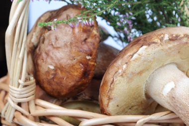 Porcini mantarı ve bir demet çiçek açan fundalıklı hasır sepet. Beyaz arka planda çekim yakın çekim.