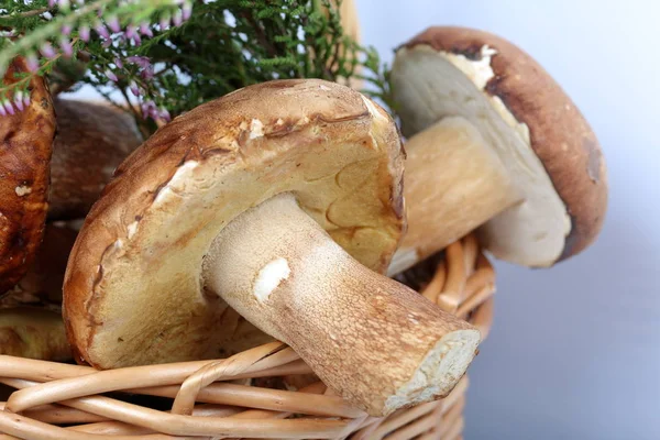 Porcini mantarı ve bir demet çiçek açan fundalıklı hasır sepet. Beyaz arka planda çekim yakın çekim.