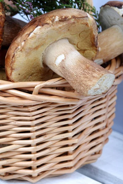 Porcini mantarı ve bir demet çiçek açan fundalıklı hasır sepet. Beyaz arka planda çekim yakın çekim.