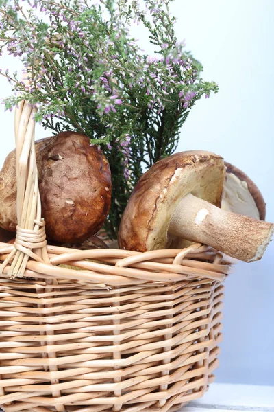 Porcini mantarı ve bir demet çiçek açan fundalıklı hasır sepet. Beyaz arka planda çekim yakın çekim.