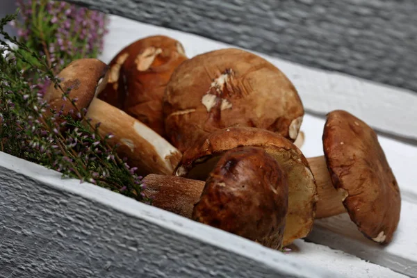 Several porcini mushrooms and a bunch of blooming heather. They lie in a wooden box from white painted boards. Shot through the gap between the boards of the box.