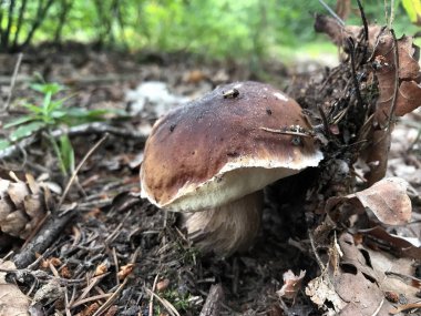 Kahverengi şapkalı genç beyaz mantar. Ormanda bir açıklıkta yetişir. Düşen yapraklar ve yeşil çimenler arasında.