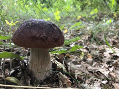 Kahverengi şapkalı genç beyaz mantar. Ormanda bir açıklıkta yetişir. Düşen yapraklar ve yeşil çimenler arasında.