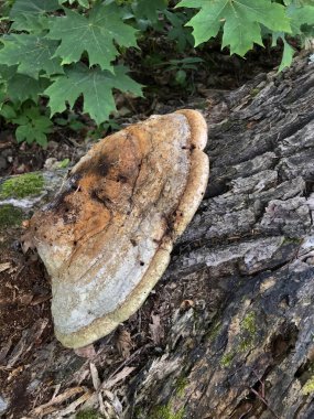 Ağaç mantarları düşmüş bir ağacın gövdesinde yetişir. Bir orman glade yeşil çim arasında.