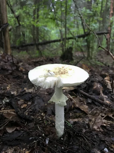 Cogumelo inutilizável cresce na floresta entre agulhas de coníferas caídas . — Fotografia de Stock