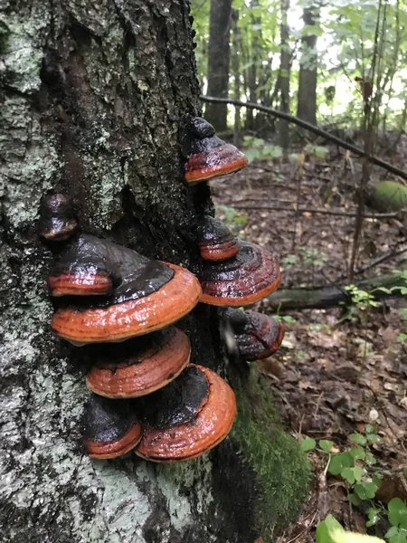 Los hongos crecen en el tronco de un árbol muerto. Entre el musgo verde. Mojado por la lluvia . — Foto de Stock