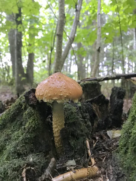 Un hongo no comestible crece en el bosque entre agujas de coníferas caídas y musgo verde . — Foto de Stock