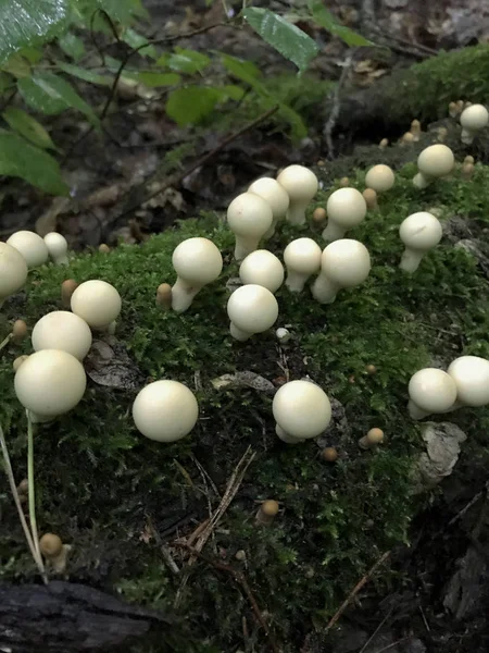 Les champignons des arbres poussent sur le tronc d'un arbre tombé. Parmi la mousse verte . — Photo