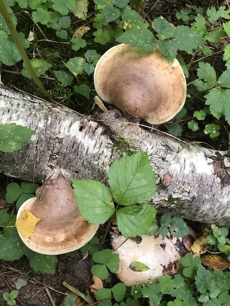 Tree mushrooms grow on the trunk of a fallen tree. Among the green grass in a forest glade.