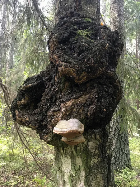 Strom postižený chorobou ve formě vrtů na kufru. Roste mezi ostatními stromy v lese. — Stock fotografie