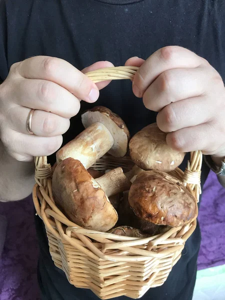 Un hombre sostiene con ambas manos una cesta llena de hongos porcini . —  Fotos de Stock