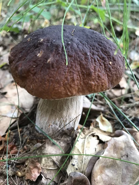 Young white mushroom with a brown hat. Grows in a clearing in the forest. Among the fallen leaves and green grass. — Stock Photo, Image