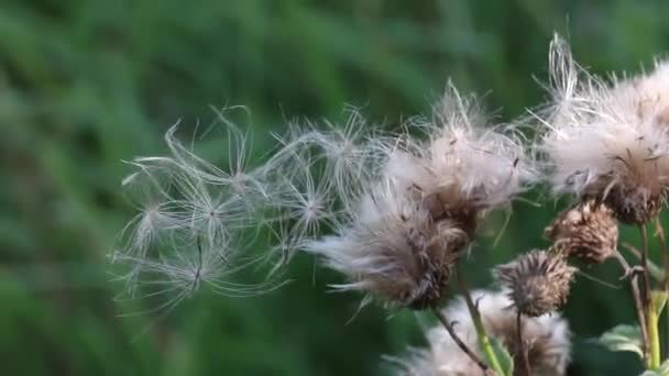 Una planta de campo se balancea en el viento. Las semillas de pelusa están a punto de caerse y volar hacia abajo viento . — Vídeo de stock