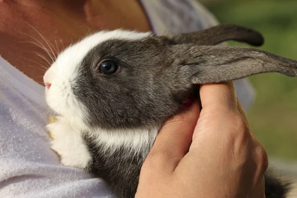 一个女人把一只兔子放在胸前。抚摸他的手。特写. — 图库照片