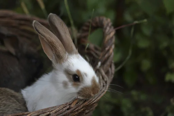 Pequeños conejos de diferentes colores se sientan uno al lado del otro en una cesta de mimbre . —  Fotos de Stock