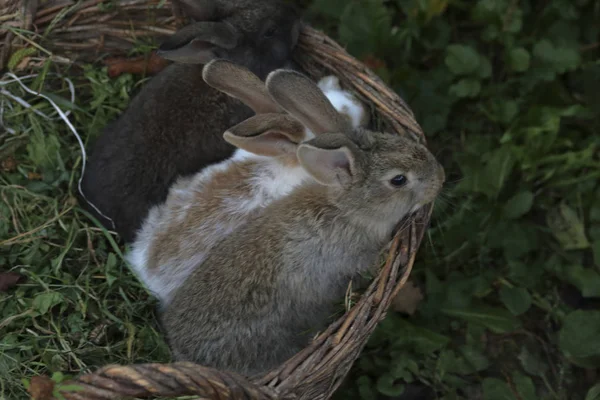 三只不同颜色的小兔子并排坐在柳条篮子里. — 图库照片