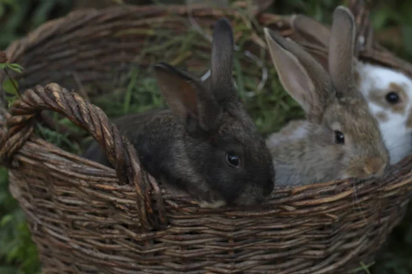 Three little rabbits of different colors sit side by side in a wicker basket. — Stock Photo, Image