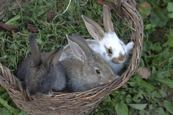 Three little rabbits of different colors sit side by side in a wicker basket.