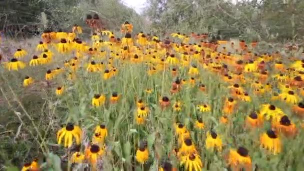 Κίτρινα Λουλούδια Ένα Λιβάδι Ανάμεσα Στο Δάσος — Αρχείο Βίντεο