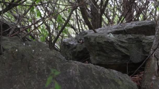 Grandes Rocas Una Ribera Cubierta Árboles — Vídeos de Stock