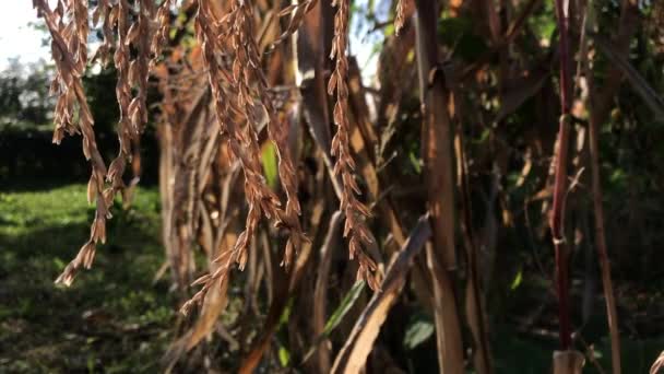 乾燥した花序 茎とトウモロコシの葉 風に揺るぐる — ストック動画