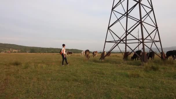 Дівчина Рюкзаком Нею Дивиться Стадо Корів Корови Випасають Долині Біля — стокове відео