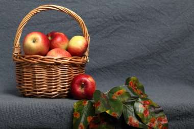 Olgun sulu elma ile Hasır sepet. Yakında birkaç elma ve bir elma ağacının sonbahar yaprakları vardır. Yeni mahsul. Gri arka planda.