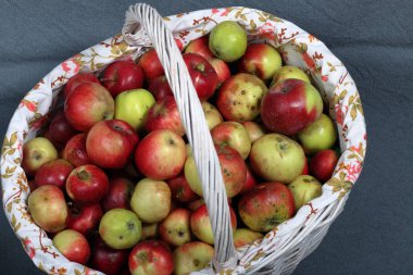 Olgun sulu elma ile büyük bir hasır sepet. Yeni mahsul. Gri bir arka plan üzerinde. Yukarıdan görüntüle.