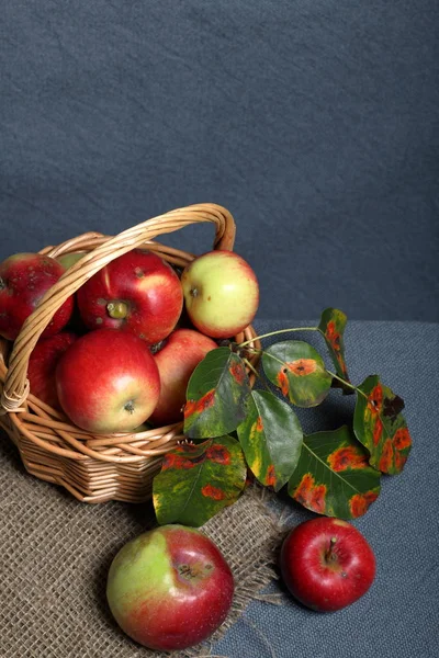 Weidenkorb mit reifen saftigen Äpfeln. In der Nähe liegen mehrere Äpfel und Herbstblätter eines Apfelbaums. Neue Ernte. auf grauem Hintergrund. — Stockfoto