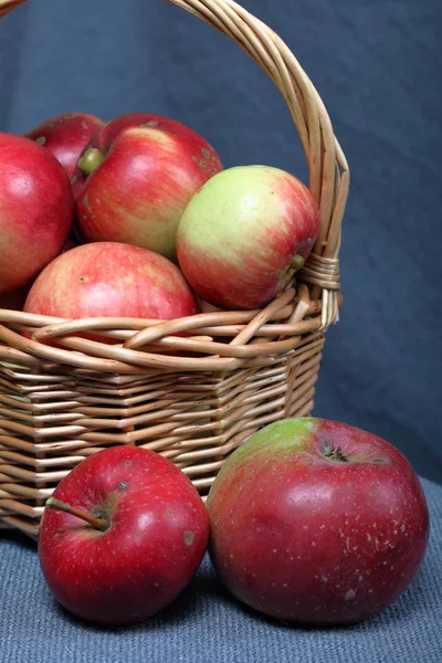 Weidenkorb mit reifen saftigen Äpfeln. In der Nähe liegen ein paar Äpfel. Neue Ernte. auf grauem Hintergrund. — Stockfoto