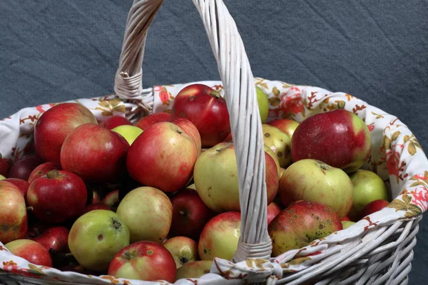 Einen großen Weidenkorb mit reifen, saftigen Äpfeln. Neue Ernte. auf grauem Hintergrund. — Stockfoto