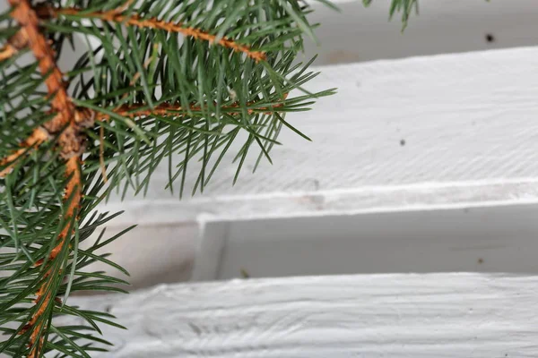 Ein Zweig Blaufichte auf dem Hintergrund von weiß lackierten Holzbrettern. Winterurlaub in Grün-Weiß. — Stockfoto