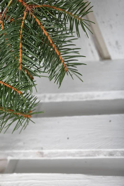 A branch of blue spruce on the background of wooden boards painted white. Winter holidays in green and white. — Stock Photo, Image