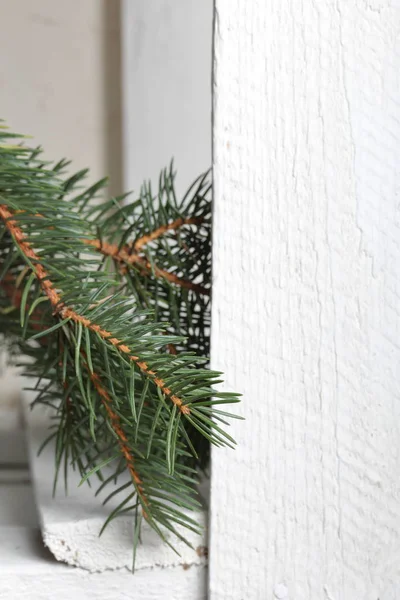 Ein Zweig Blaufichte auf dem Hintergrund von weiß lackierten Holzbrettern. Winterurlaub in Grün-Weiß. — Stockfoto