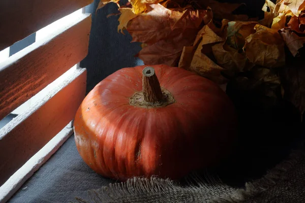 Citrouille mûrissante orange près d'une caisse en bois. Allongé sur un fond gris. Au crépuscule. A proximité se trouvent des feuilles d'automne séchées et du linge grossier . — Photo