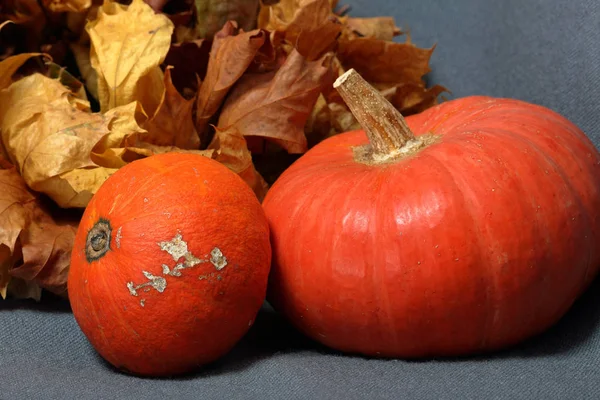 Deux citrouilles mûres orange. Allongé sur un fond gris. Feuilles d'automne séchées à proximité . — Photo