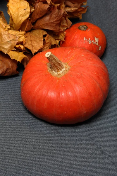 Deux citrouilles mûres orange. Allongé sur un fond gris. Feuilles d'automne séchées à proximité. Vue d'en haut . — Photo