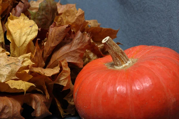 Dos calabazas naranjas maduras. Acuéstese sobre un fondo gris. Hojas de otoño secas cercanas. De cerca. . —  Fotos de Stock