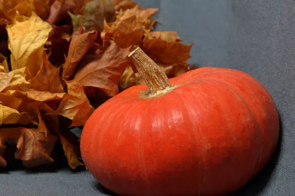 Deux citrouilles mûres orange. Allongé sur un fond gris. Feuilles d'automne séchées à proximité. Gros plan . — Photo