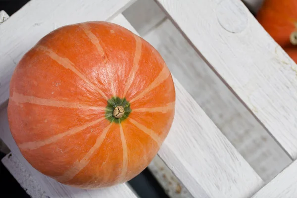 Rijp sinaasappelpompoenen. Ze liggen op verschillende oppervlakken. — Stockfoto