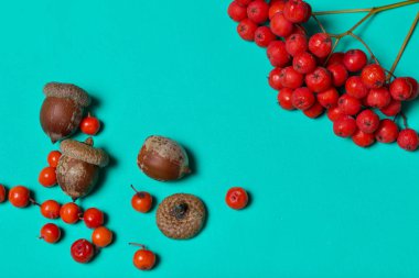 Dağ külleri ve birkaç meşe palamudu nane renginde bir yüzey üzerindedir. Yakınlarda dağınık yaban mersini var..