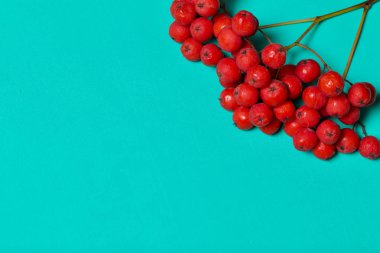 Bir avuç Red Rowan. Naneli bir yüzeyde yatıyorlar..