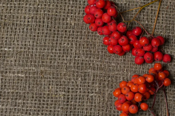 Bunches of rowan. They lie on a rough linen canvas. — Stock Photo, Image