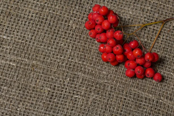 Bunches of rowan. They lie on a rough linen canvas. — Stock Photo, Image