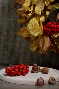 Sonbahar hala hayattır. Sonbahar yapraklarının çelengi dağ külleri ile birlikte. Birkaç meşe palamudu yakınında..